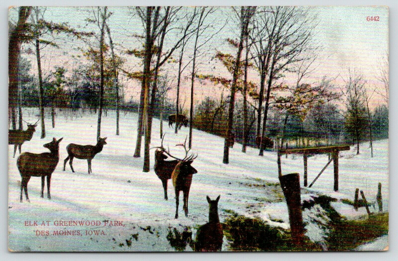 Elk at Green Wood Park, Des Moines, Iowa