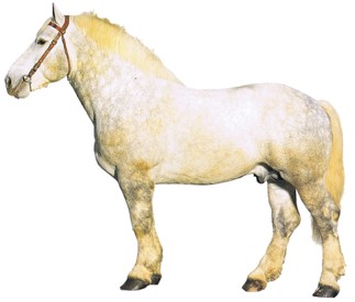 percheron.jpg