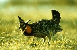 prairiechicken.jpg