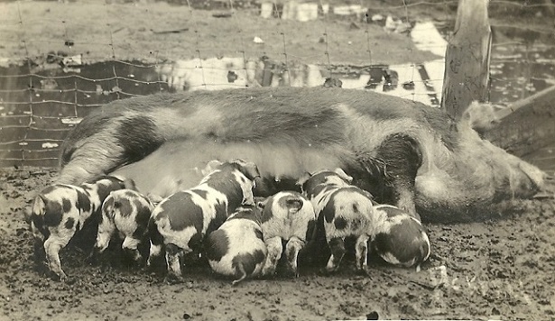 sow and piglets